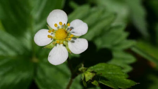 Wild strawberry (Fragaria vesca) flower at Trelissick, Cornwall